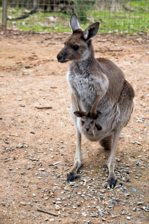 the eastern grey kangaroo has a joey in her pouchの写真素材