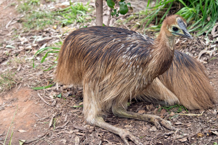 the young cassowary chick is resting on the ground