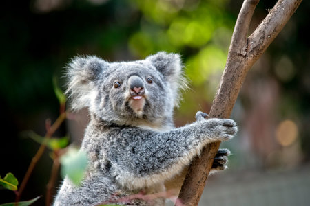 the joey koala is sticking his tongue out