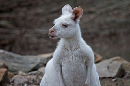 this is a close up of a albino kangarooの写真素材
