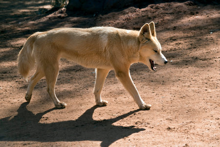 this is a side view of a golden dingo