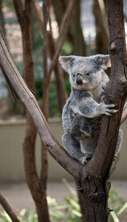 Koala bear is climbing on the tree and carrying its babyの写真素材