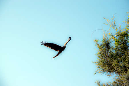 the black kite is soaring high in the skyの写真素材