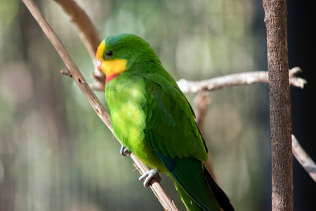 this is a side view of a superb parrot