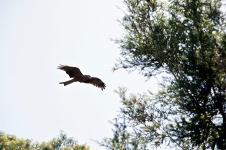 the black bird is soaring high into the sky