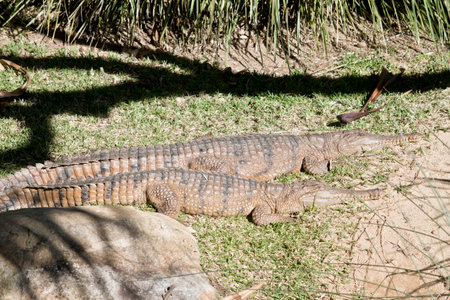 two freshwater crocodiles are resting in the sun