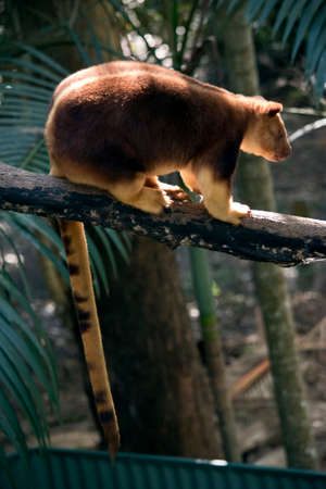 kangaroo is walking on a branch high in a treeの写真素材