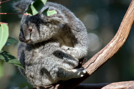 the joey koala is in a tree eatingの写真素材