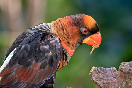 this is a close up of a dusky lory