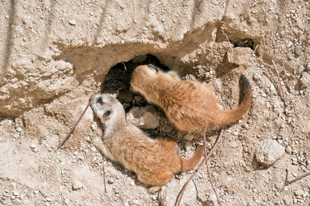 the kit meerkat are playing in the dirt