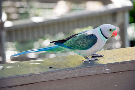 this is a side view of a malabar parakeet