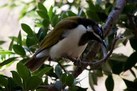 the black chinned honeyeater is perched in a treeの写真素材