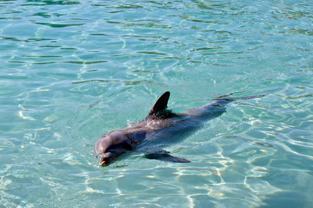the bottlenose dolphin is swimming on its sideの写真素材