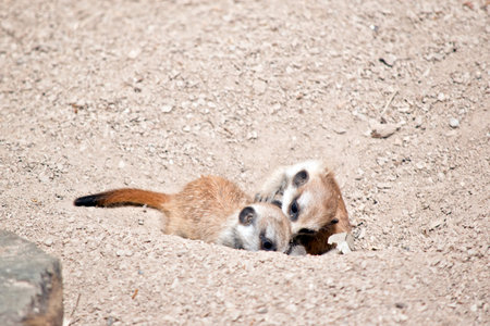 the kit meerkat are playing in the dirt
