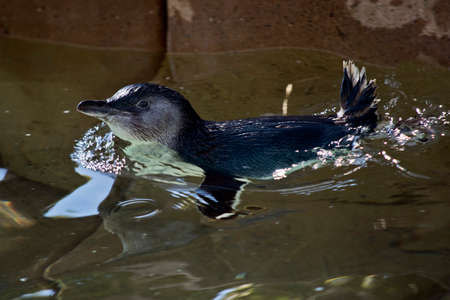 the Australian penguin is swimming in the seaの写真素材