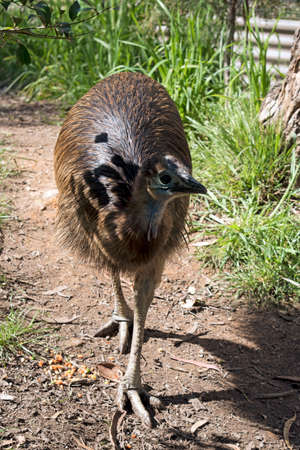 the  young cassowary is walking around looking for foodの写真素材