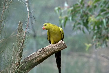 the male regent parrot is perched on a tree branch