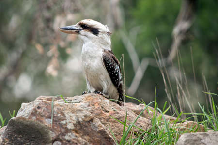 this is a side view of a laughing kookaburraの写真素材