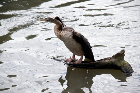 this is a side view of a darter