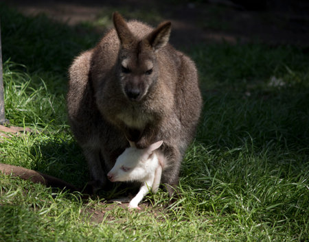 the red necked wallaby has a white joey in her pouch