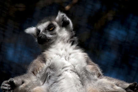 this is a close up of a ring tailed lemurの写真素材