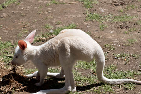 the albino kangaroo joey is eating grassの写真素材