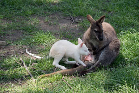 the albino red necked wallaby on the grassの写真素材