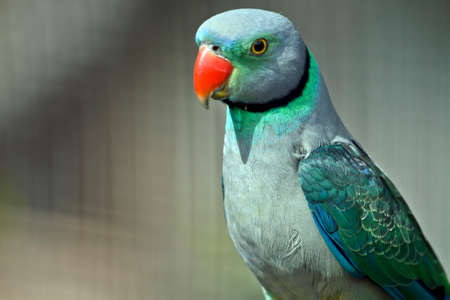 this is a close up of a malabar parakeetの写真素材