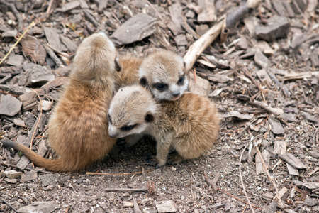 the young meerkat kits are huddled togetherの写真素材