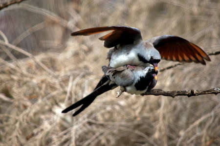 the pair of namaqua dove are matingの写真素材