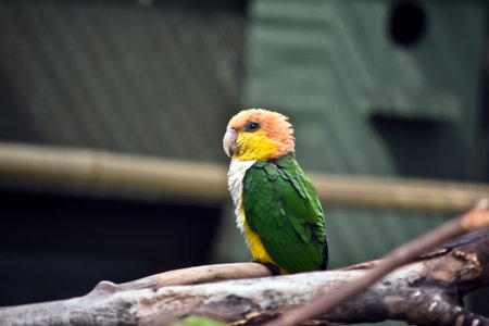 this is a side view of a white bellied caique