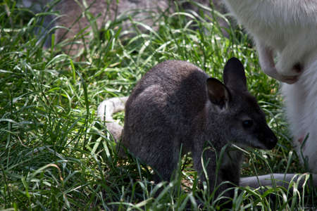 the red necked wallaby joey is next to his motherの写真素材