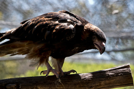 the little eagle is walking on a perch