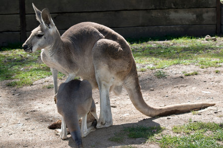 the red kangaroo is nursing her joeyの写真素材