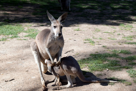 the red kangaroo is nursing her joeyの写真素材
