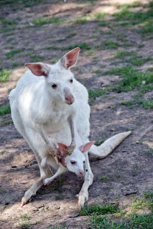 the albino western kangaroo has a joey in her pouchの写真素材