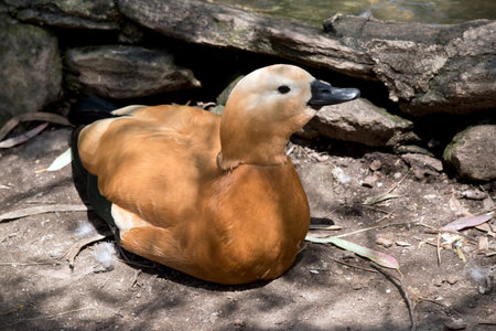 the egyptian duck is resting in the shade