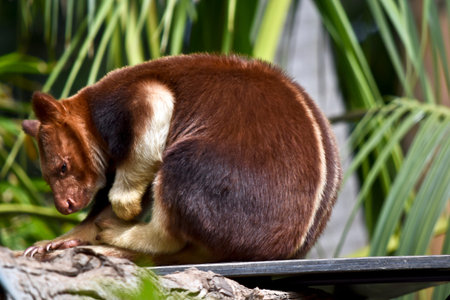 this is a side view of a tree kangarooの写真素材