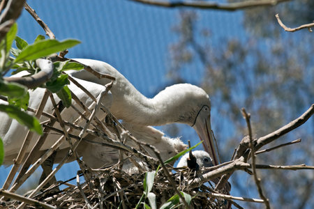 the yellow spoonbill is tending her chick