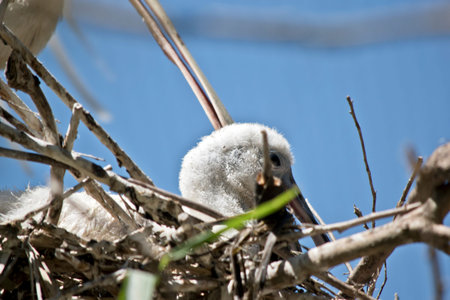 the yellow spoonbill is tending her chick