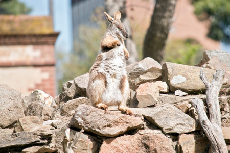 the yellow footed rock wallaby is standing on rocks