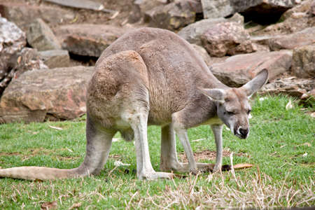 this is a side view of a male red kangarooの写真素材