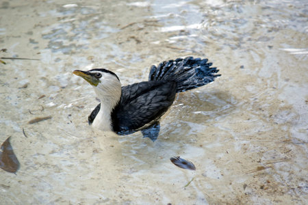 the pied cormorant is swimming in clear water