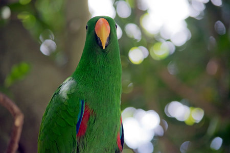 this is a close up of a male eclectus parrot