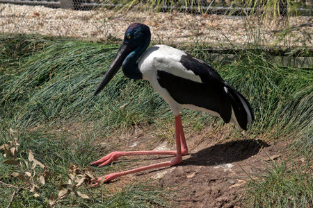 thefemale  black necked stork is resting on the grass