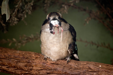 the laughing kookaburra caught a mouse for his dinnerの写真素材