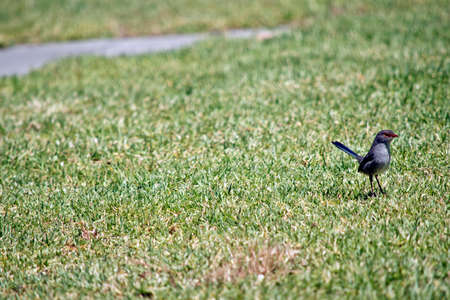 this is a side view of a fairy wren on grassの写真素材