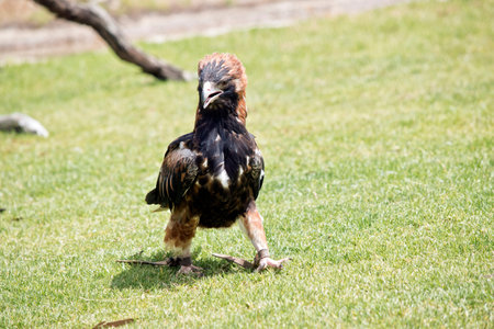 the black breasted buzzard is walking across the paddock