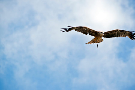 the black kite is flying high in the sky