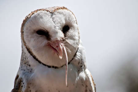 this is a close up of a  barn owl  eatingの写真素材